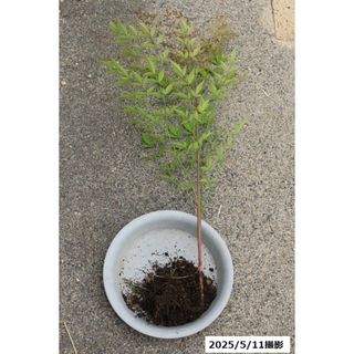 南天 抜き苗 大サイズ65cm(その他)
