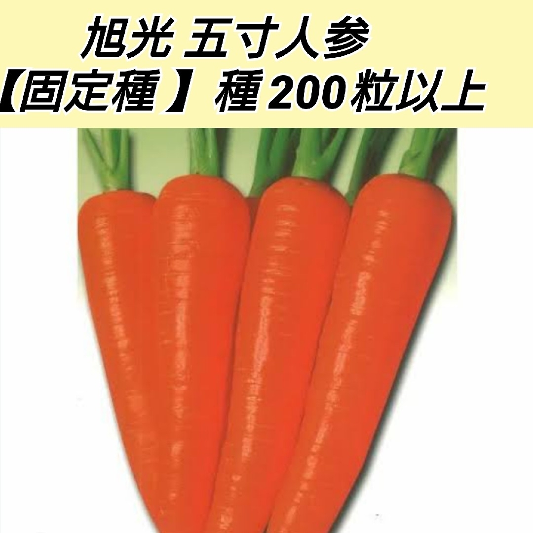 旭光大型五寸人参 種 200粒以上 ハンドメイドのフラワー/ガーデン(プランター)の商品写真