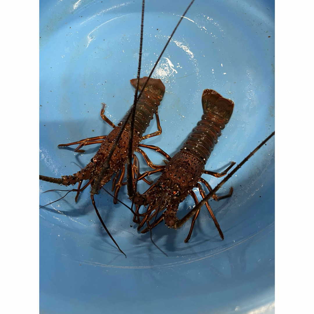 漁師直送!活伊勢エビ1キロ! 食品/飲料/酒の食品(魚介)の商品写真