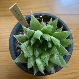 ハオルチア　チャイナドレス(その他)