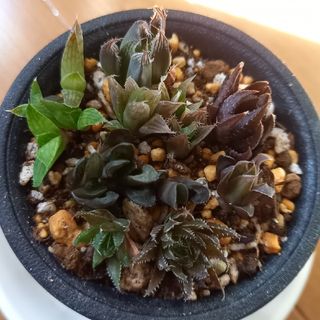 多肉植物　ハオルチア　カキ仔苗セット(７種類)(その他)