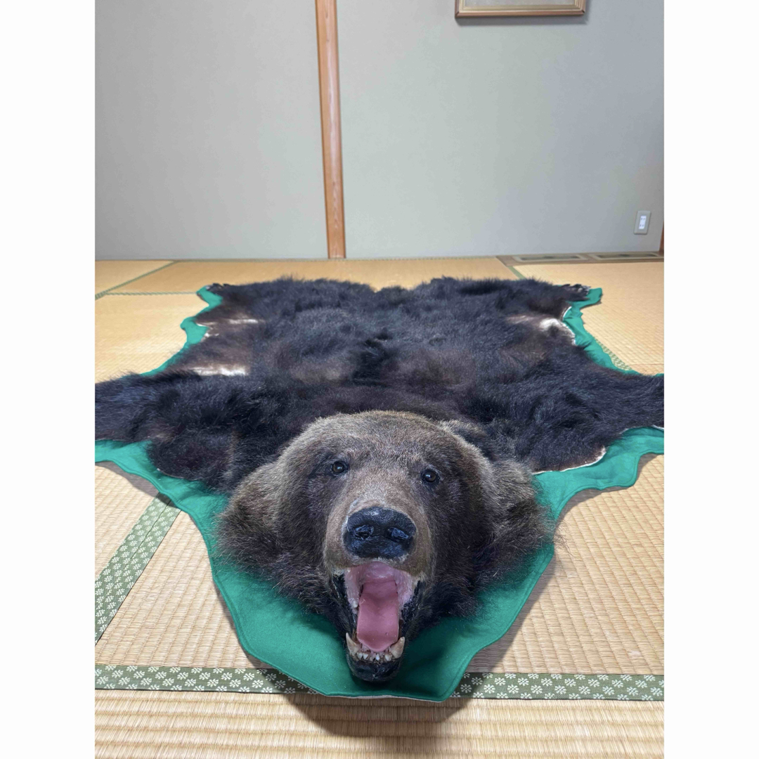 ヒグマ 熊 敷物 毛皮 剥製 ラグ