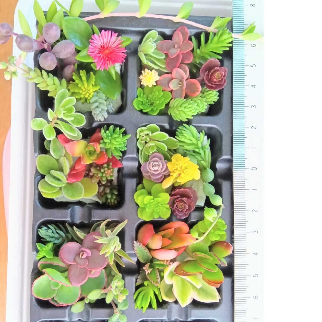 多肉植物カット苗 特売品30カット40本 ハンドメイドのフラワー/ガーデン(その他)の商品写真