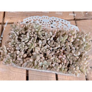 多肉植物　姫秀麗　カット苗(その他)