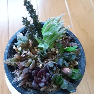 多肉植物　ハオルチアカキ仔苗セット(８種類)(その他)