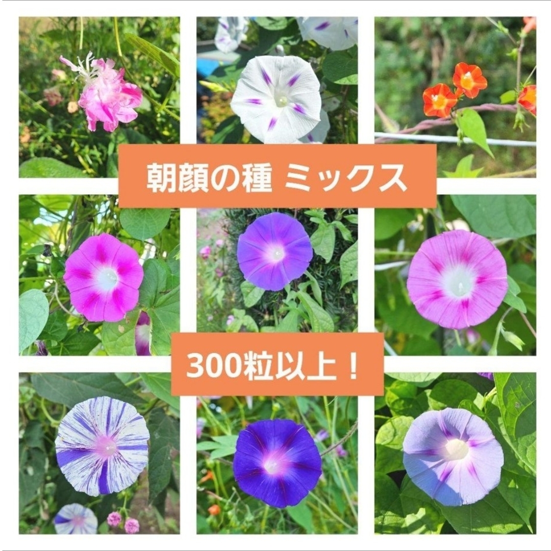 【300粒以上!】朝顔の種 ミックス その他のその他(その他)の商品写真