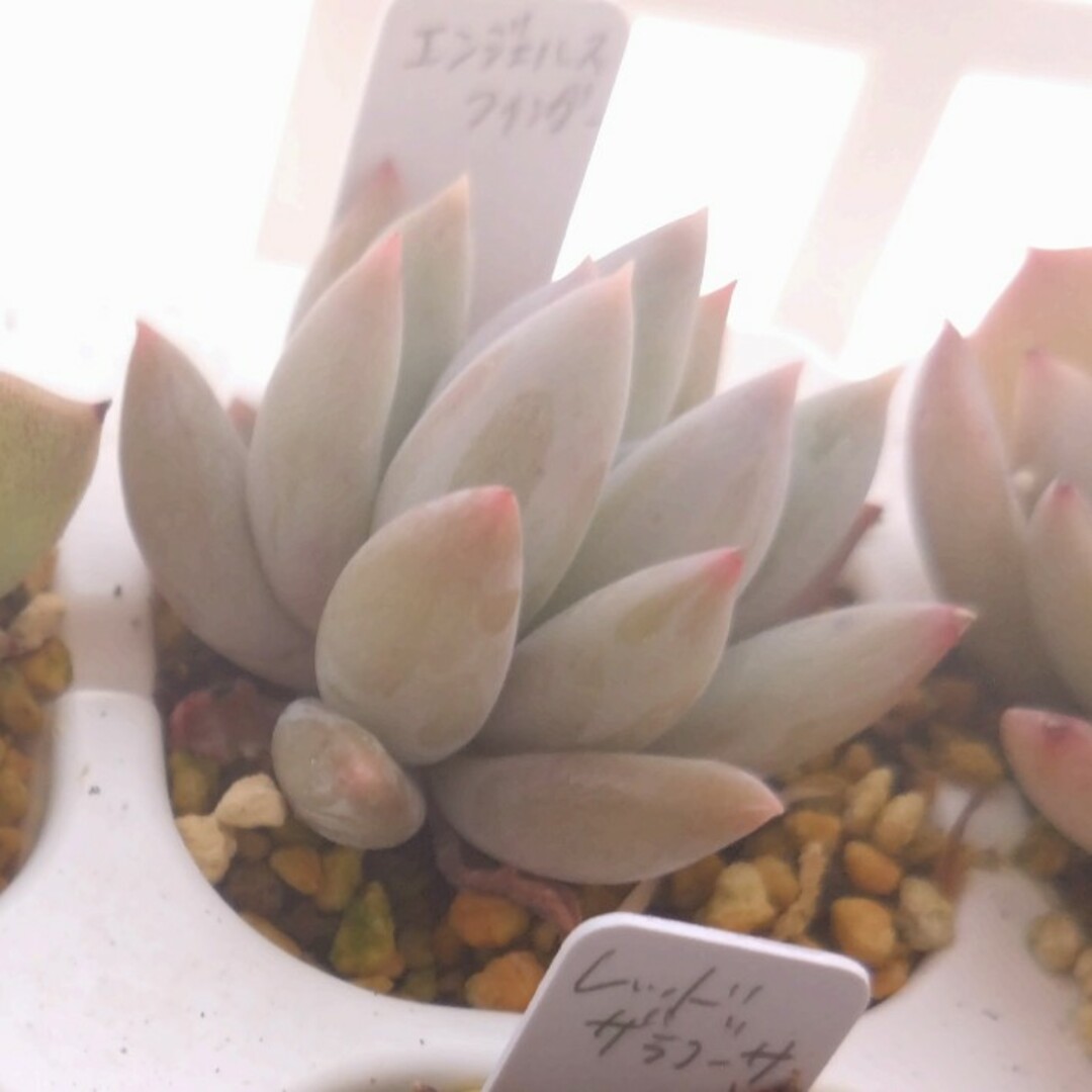 多肉植物 エンジェルスフィンガー 複数割引あり ハンドメイドのフラワー/ガーデン(その他)の商品写真