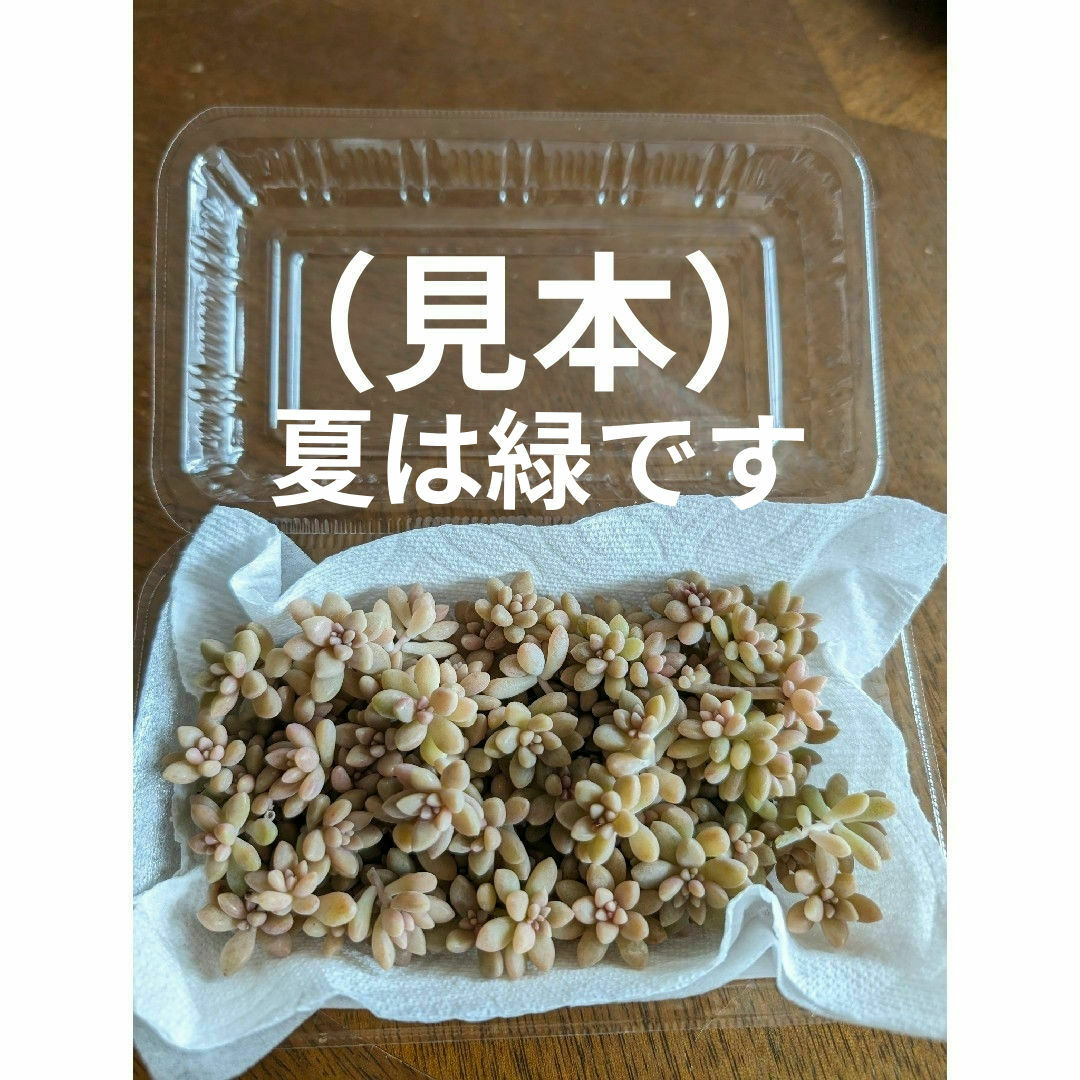 ♥姫秋麗50カット♥　多肉植物 ハンドメイドのフラワー/ガーデン(ドライフラワー)の商品写真
