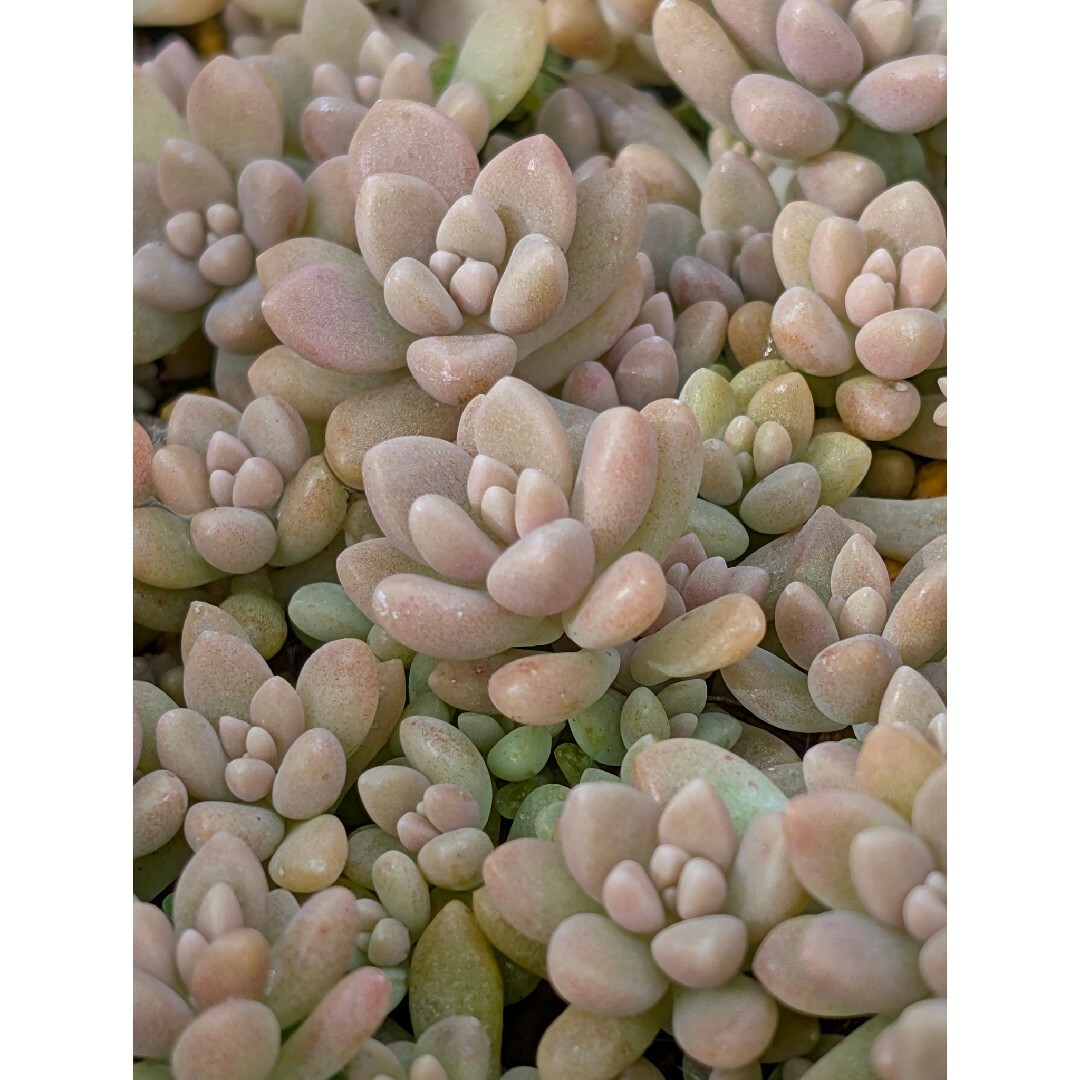 ♥姫秋麗50カット♥　多肉植物 ハンドメイドのフラワー/ガーデン(ドライフラワー)の商品写真