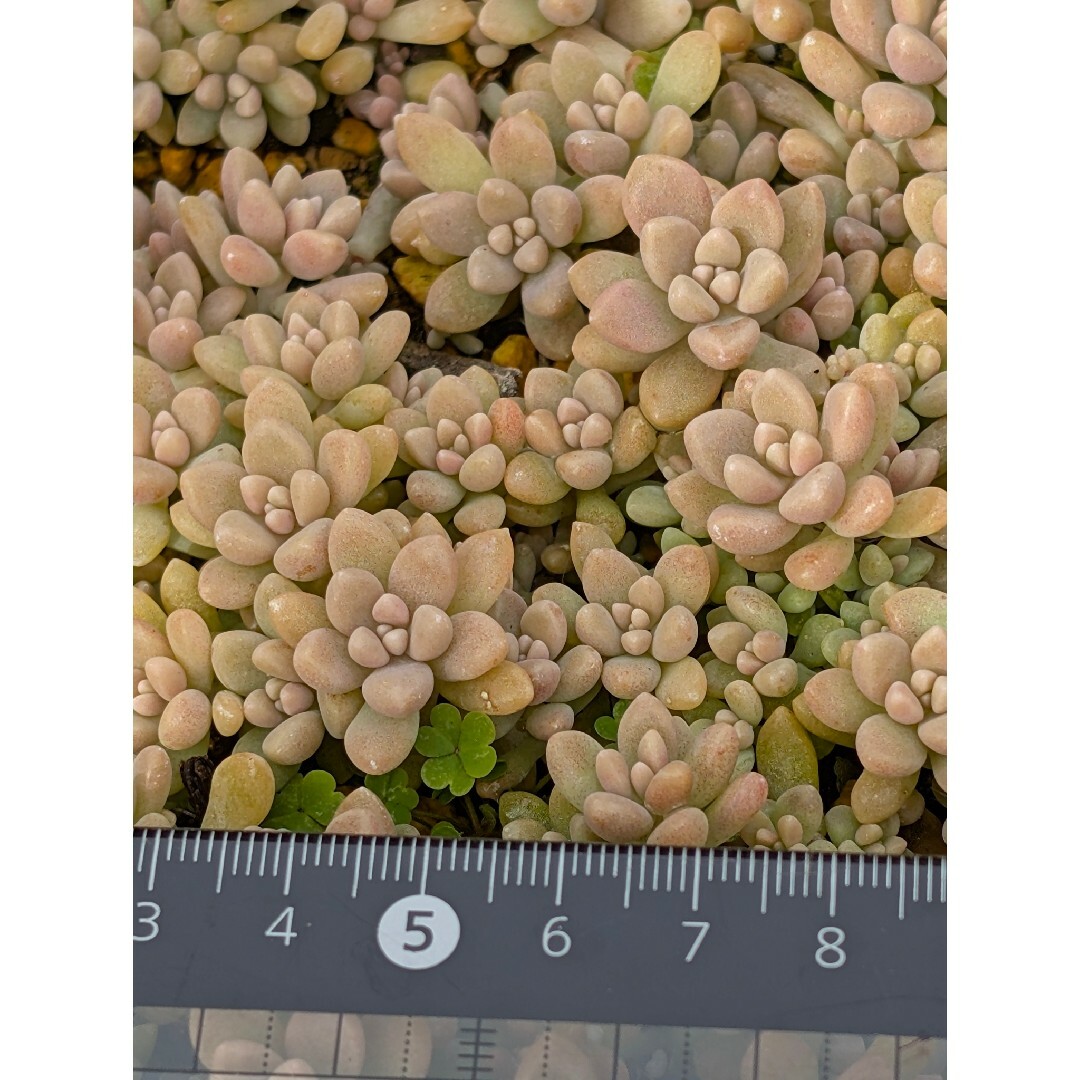 ♥姫秋麗50カット♥　多肉植物 ハンドメイドのフラワー/ガーデン(ドライフラワー)の商品写真