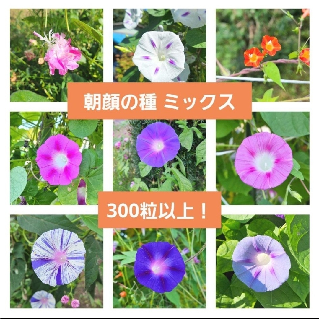 【300粒以上!】朝顔の種 ミックス その他のその他(その他)の商品写真
