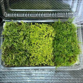 天然/無農薬！苔/シノブゴケ ハイゴケ　スナゴケ　基本苔　3種セット(その他)