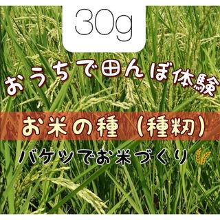 【お家で田んぼ体験】お米の種　コシヒカリ　種籾　30g バケツ稲に◎ 手植え手刈(その他)
