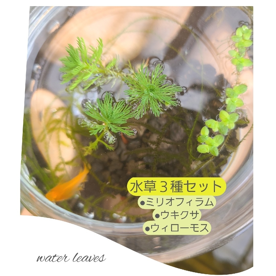 大人気 可愛い水草 3種セット ウィローモス その他のペット用品(アクアリウム)の商品写真