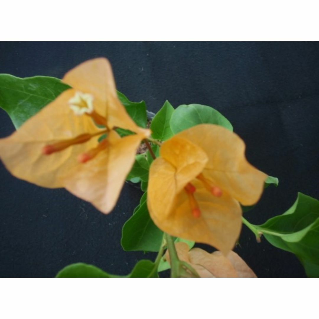 ブーゲンビレア　ブーゲンビリア　苗　花木　観葉植物　オ① ブーゲンビレア ブーゲンビリア 苗 花木 観葉植物 オ①