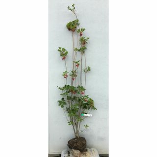 《現品》紅更紗ドウダンツツジ　樹高1.5ｍ（根鉢含まず）43【ベニサラサ/苗木】(その他)