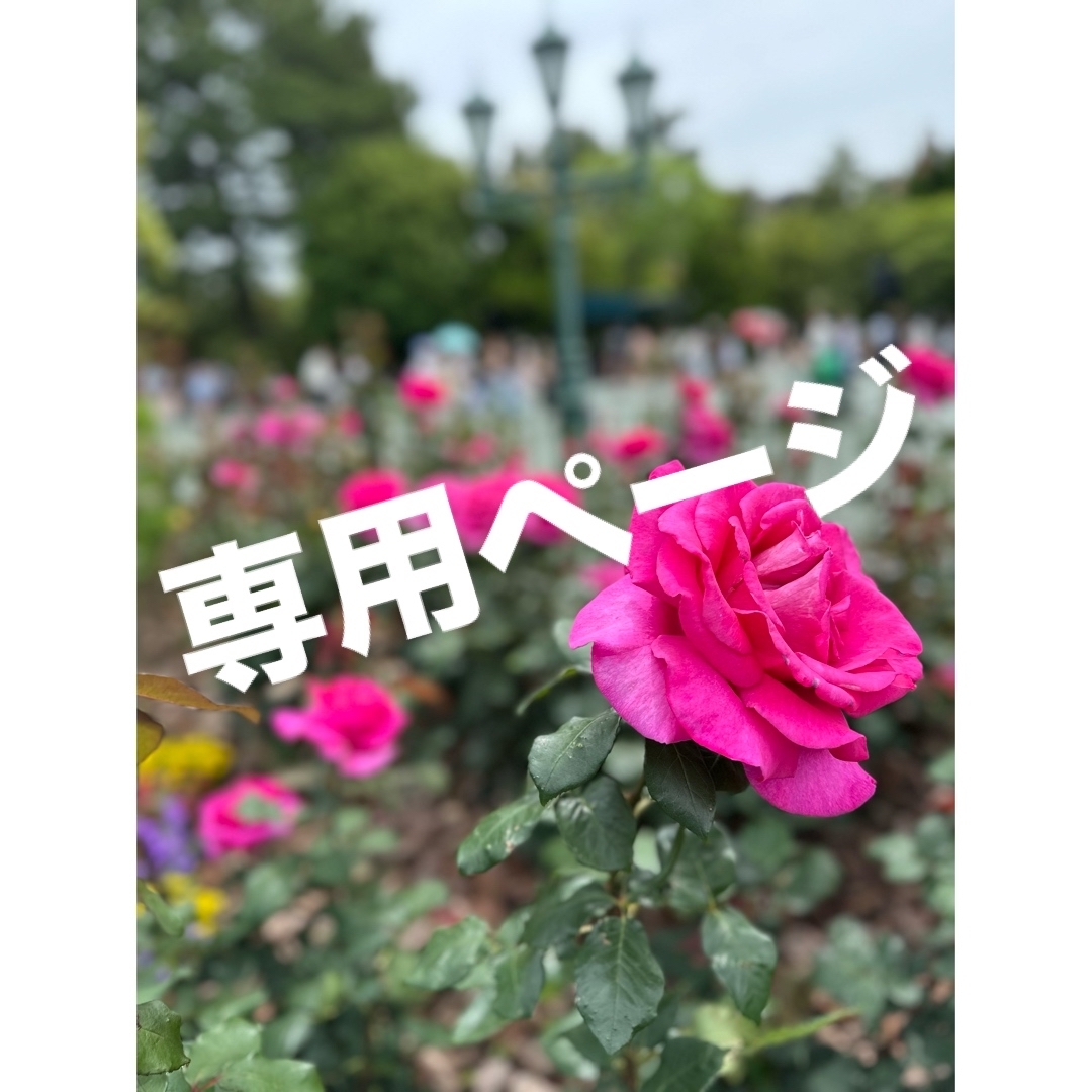 tumugi様専用ページ レディースのレッグウェア(ソックス)の商品写真
