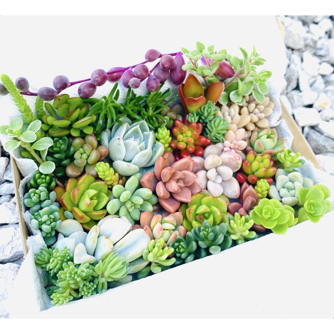 多肉植物 カット苗箱いっぱいセット ハンドメイドのフラワー/ガーデン(その他)の商品写真