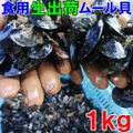 【休業日はプロフ参照】生出荷 食用ムール貝1kgスープベース★ムラサキイガイ ★格安ですが訳あり(要説明確認)大中小コミコミサイズ 出汁に、パスタに 加熱調理用