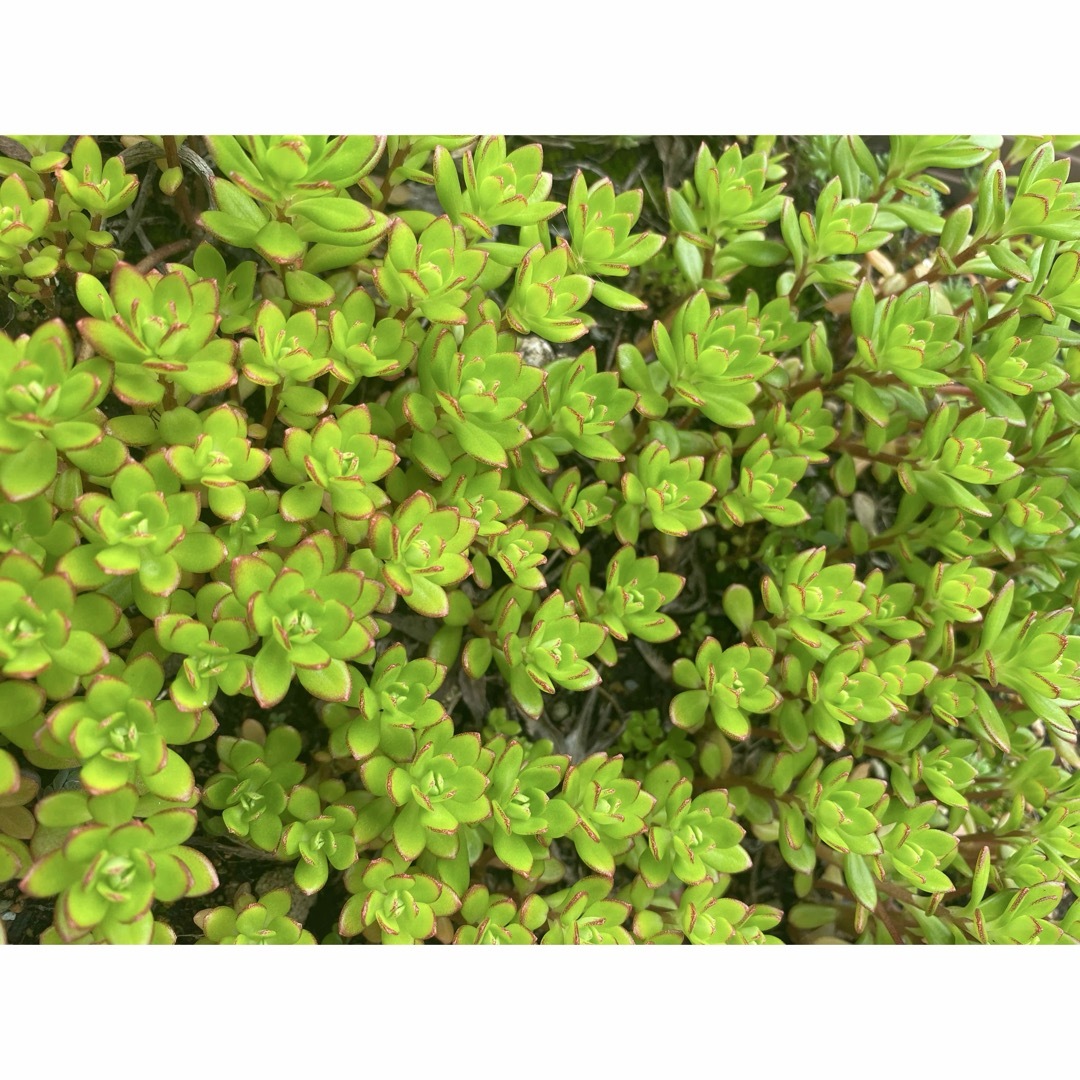 多肉植物✨ルテオヴィリデ✨10カットα ハンドメイドのフラワー/ガーデン(その他)の商品写真