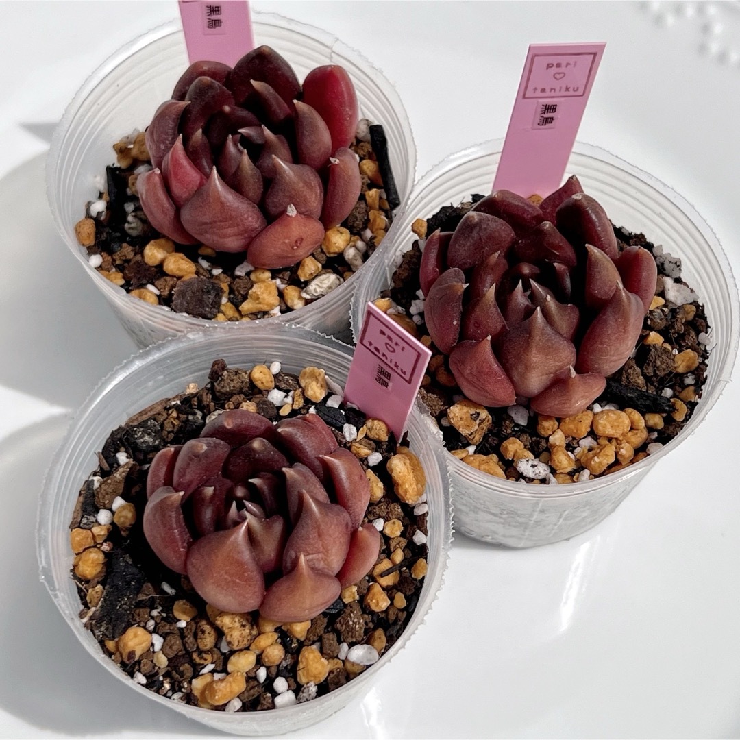 はるち(∩^ω^∩)様　専用 ハンドメイドのフラワー/ガーデン(その他)の商品写真