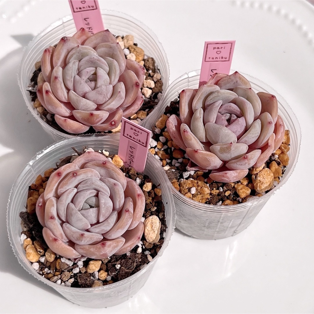 はるち(∩^ω^∩)様　専用 ハンドメイドのフラワー/ガーデン(その他)の商品写真