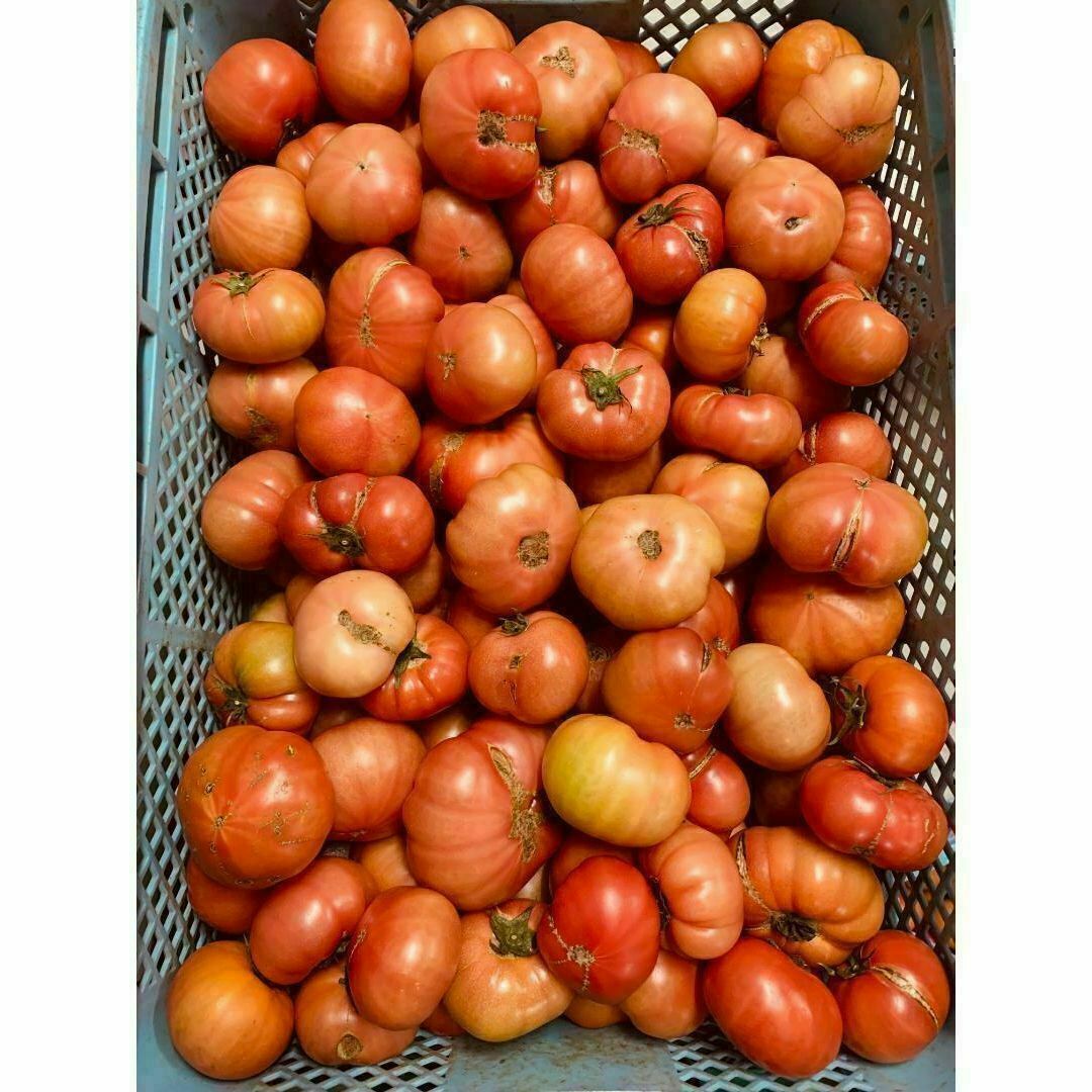 熊本県産 塩混じり トマト 約8kg(送料無料)の通販 by