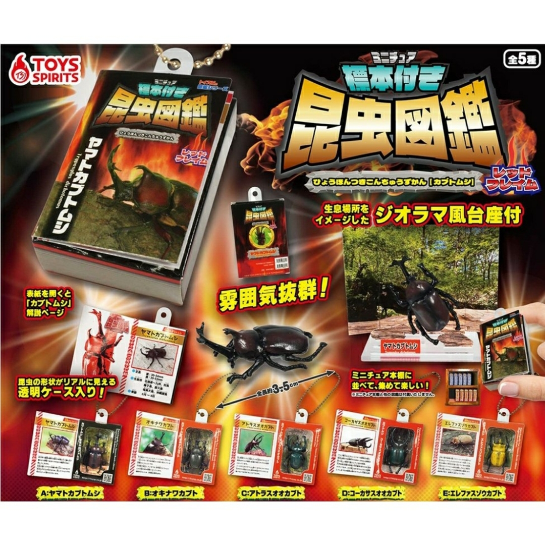 BANDAI(バンダイ)のミニチュア標本付き昆虫図鑑マスコット カブトムシ【レッドフレイム】【セット】 エンタメ/ホビーのおもちゃ/ぬいぐるみ(その他)の商品写真
