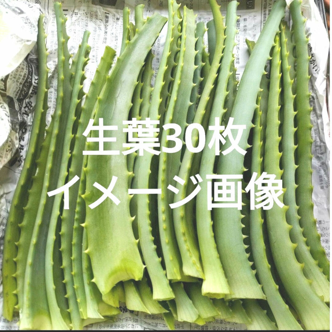 もぎたて生葉30枚★キダチアロエ その他のその他(その他)の商品写真