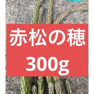 赤松の穂　柔らかい　300グラム　松葉　野菜朝取れ　即日発送　即購入可能　朝取れ(野菜)