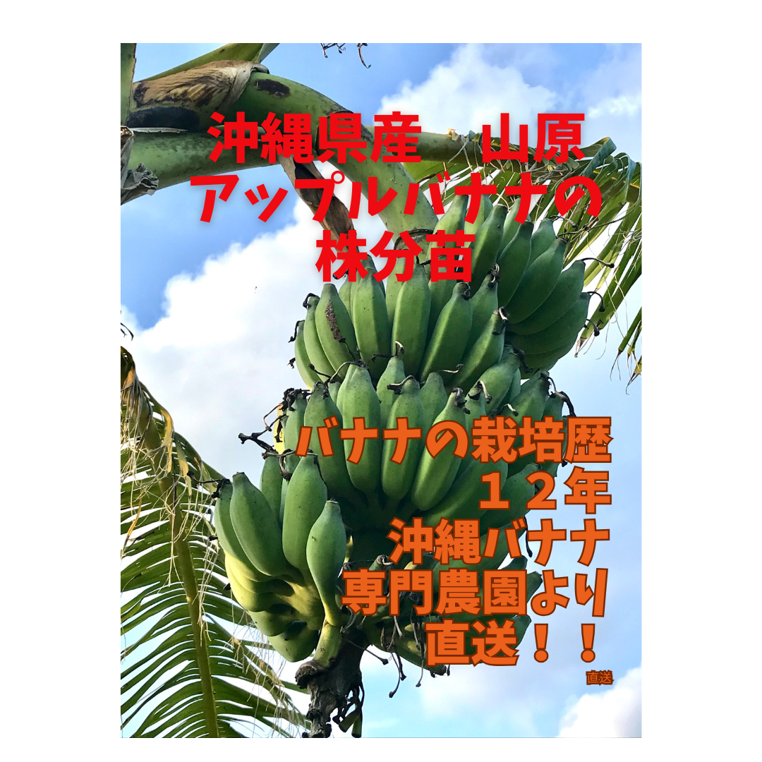 沖縄本島北部やんばる産　アップルバナナ 大型果実種！【２鉢】