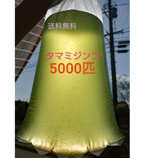タマミジンコ　約5000匹 メダカの餌　グリーンウォーター　活餌(アクアリウム)