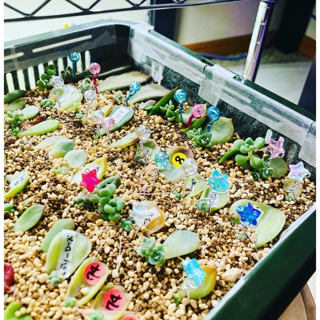 ⑭丸形マーブルMIXカラー★４色ワイヤー☆葉挿しピン４０本 多肉植物 ハンドメイドのフラワー/ガーデン(その他)の商品写真