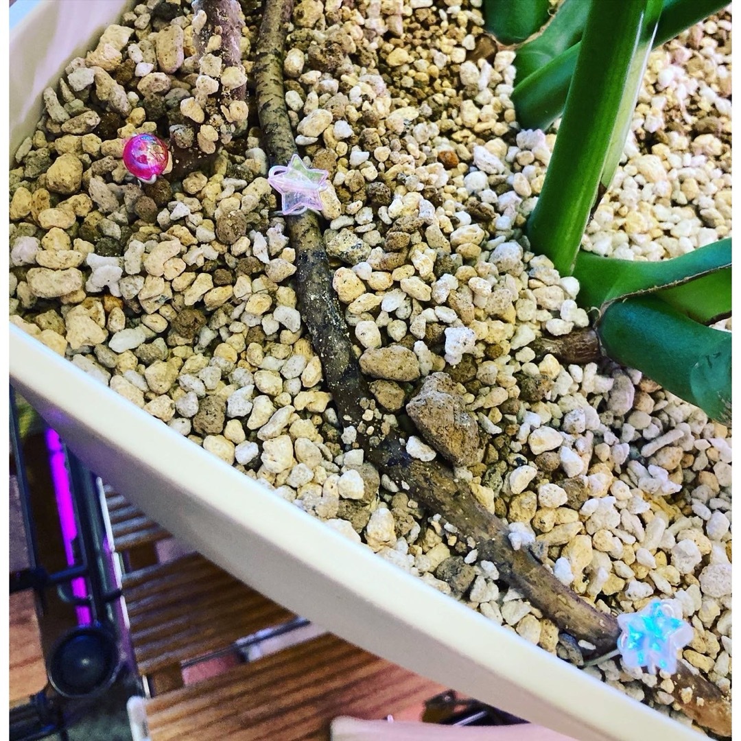 ⑭丸形マーブルMIXカラー★４色ワイヤー☆葉挿しピン４０本 多肉植物 ハンドメイドのフラワー/ガーデン(その他)の商品写真