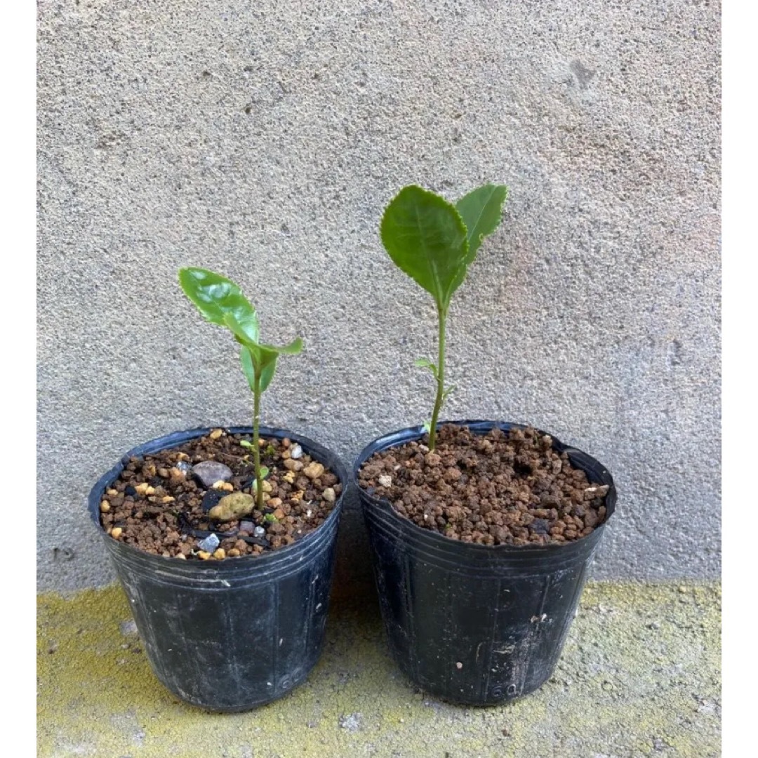 茶の木苗　２本セット　チャノキ　植木　盆栽 ハンドメイドのフラワー/ガーデン(その他)の商品写真