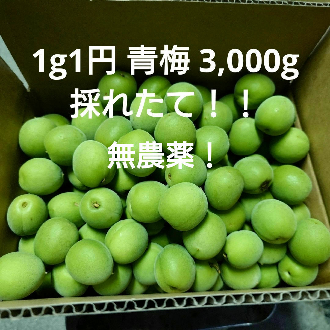 1g1円 青梅 無農薬 3kg ウメ うめ 梅酒 梅干し 梅ジャム 食品/飲料/酒の食品(フルーツ)の商品写真