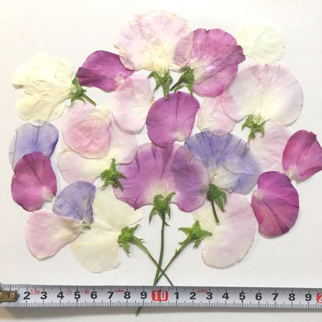 riricoさま専用*押し花素材*スイートピーと桜10枚*送料込