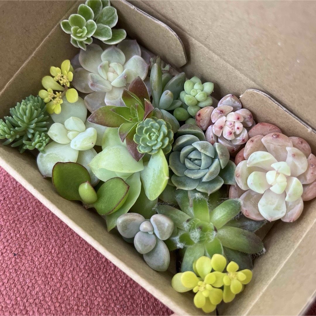 多肉植物 セダム エケベリア カット苗 カラフル ハンドメイドのフラワー/ガーデン(その他)の商品写真