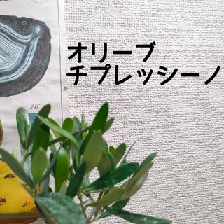 【第四種無料】オリーブ チプレッシーノ 苗木B シンボルツリーにも(その他)