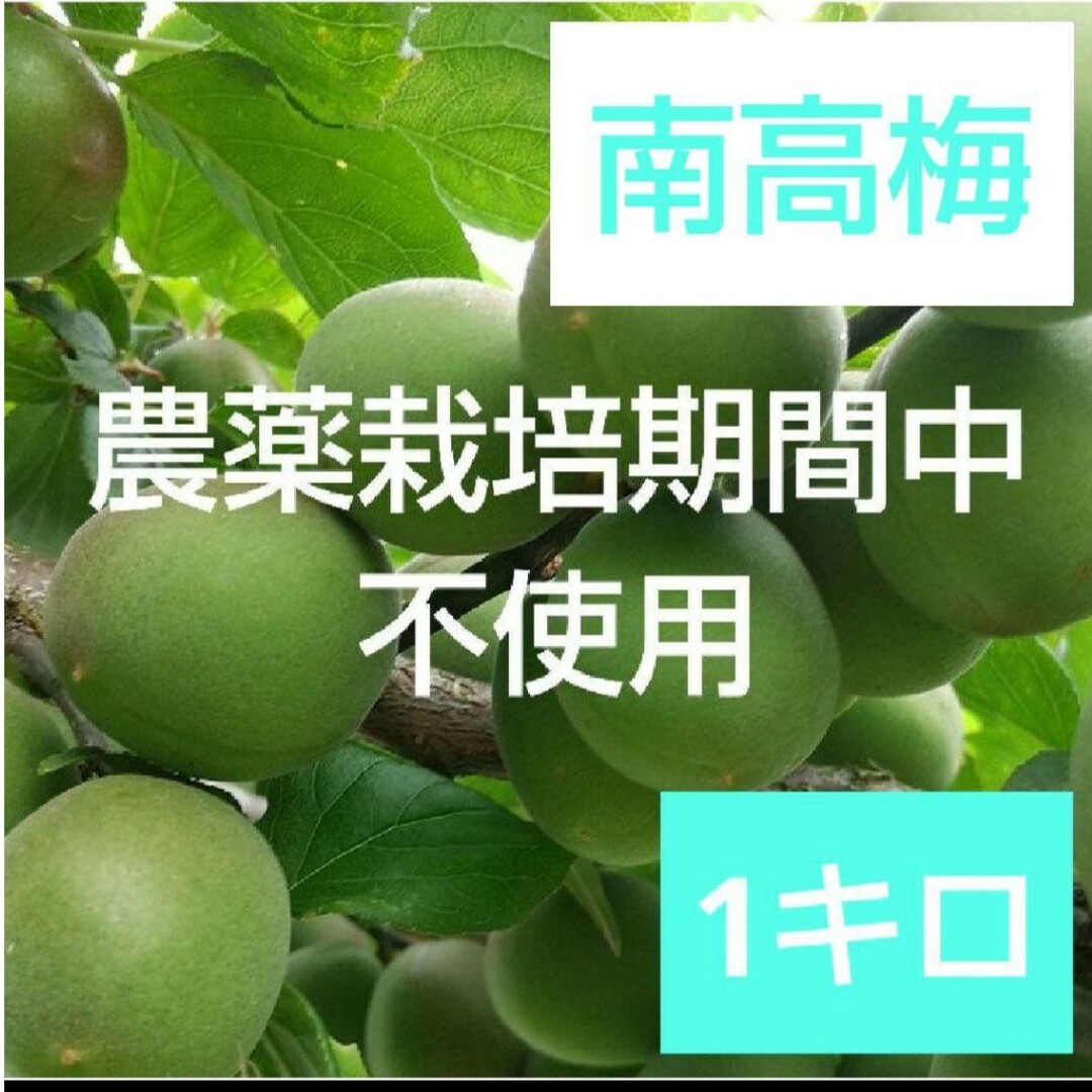 2農薬栽培期間中不使用 青梅 約1㎏(箱込) 食品/飲料/酒の食品(フルーツ)の商品写真