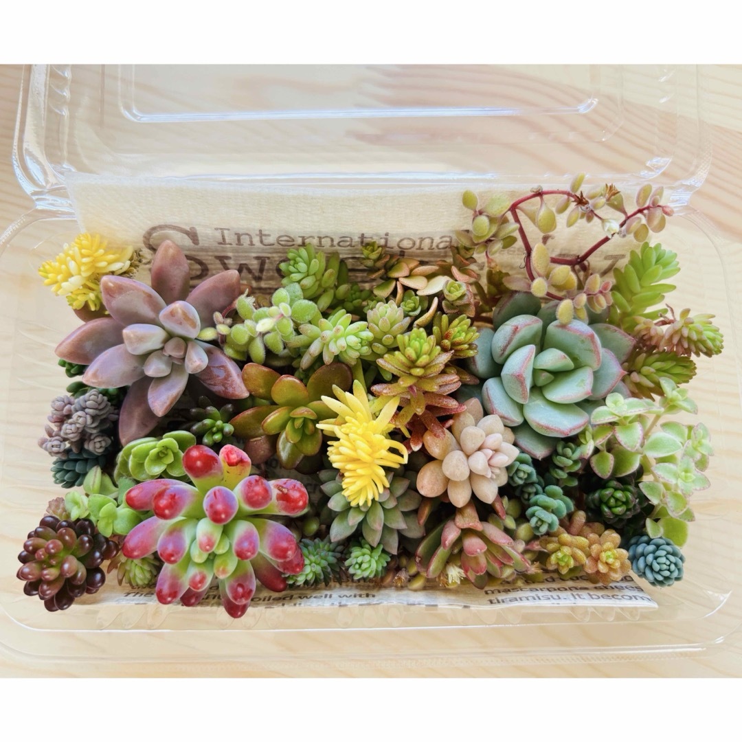 【送料込み】多肉植物 カット苗 寄せ植え ハンドメイドのフラワー/ガーデン(その他)の商品写真