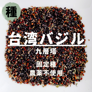 【種】台湾バジル　九層塔　農薬不使用　150粒(野菜)