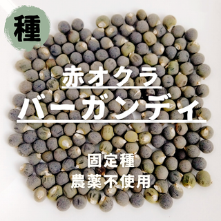 【種】赤オクラ　バーガンディ　農薬不使用　20粒(野菜)