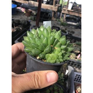 ハオルチア　トランシエンス(その他)