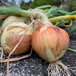 玉葱　甘70   ５キロ(野菜)