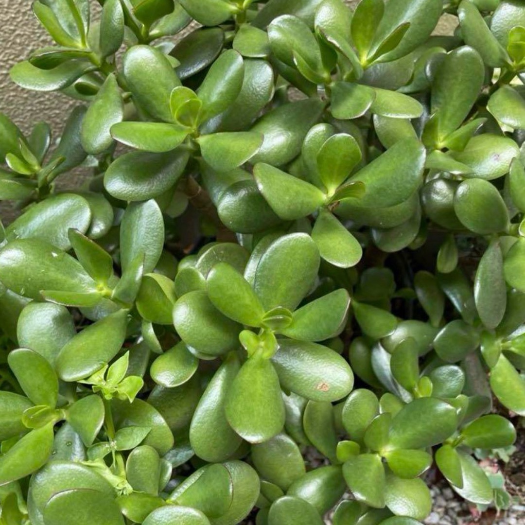 多肉植物 「富」「一攫千金」「幸運を招く」金のなる木 カット苗 ハンドメイドのフラワー/ガーデン(プランター)の商品写真