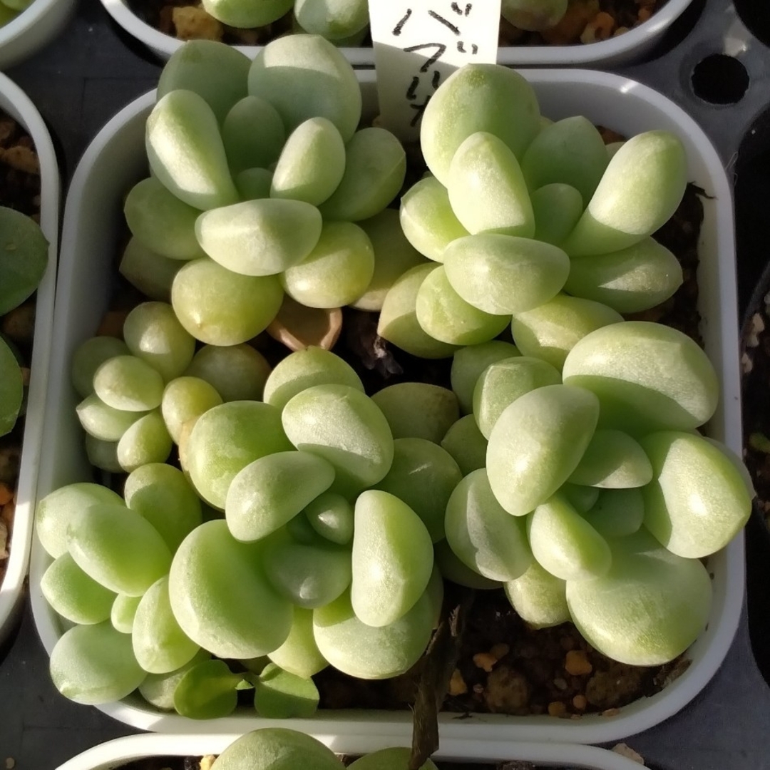多肉植物 バブルガム 抜き苗 ハンドメイドのフラワー/ガーデン(その他)の商品写真