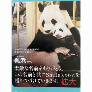楓浜  アドベンチャーワールド　ハンディパンフレット(印刷物)