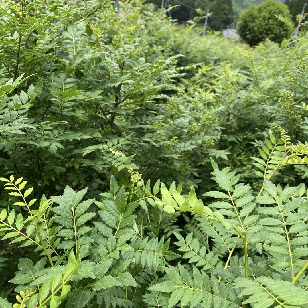 兵庫県産朝倉山椒の実　無農薬　１ｋｇ