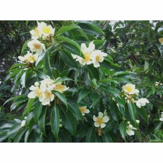 イジュ（伊集）挿し木用/枝（3本）ツバキ科　香り花　観葉植物(その他)